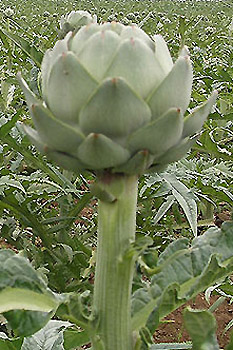 Artischoke, Cynara scolymus Artischoke, Cynara scolymus
