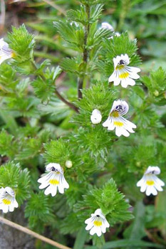 Augentrost, Euphrasia officinalis Augentrost, Euphrasia officinalis
