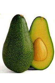 Avocado Avocado