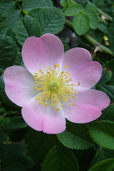 Hundsrose Hundsrose