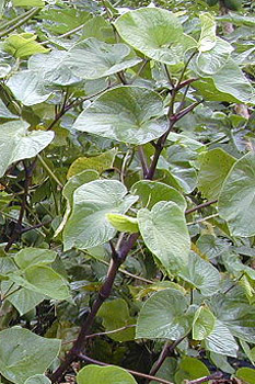 Kawa-kawa Kawa-kawa