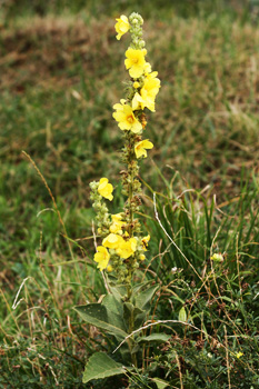 Koenigskerze Koenigskerze