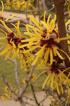 Zaubernuss Zaubernuss